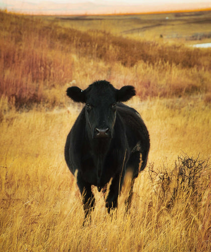 Cow standing in a field - wall art available for purchase from Christian Ross