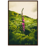 Foxglove