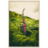 Foxglove