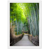 The Arashiyama Bamboo Grove