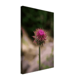 Bristle Thistle