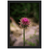 Bristle Thistle Framed Print