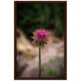 Bristle Thistle