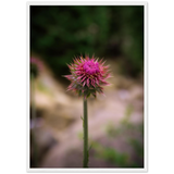 Bristle Thistle