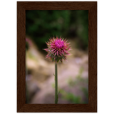 Bristle Thistle