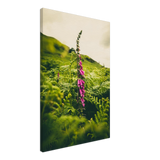 Foxglove