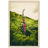 Foxglove