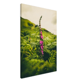 Foxglove