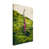 Foxglove