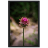 Bristle Thistle