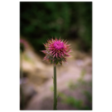 Bristle Thistle
