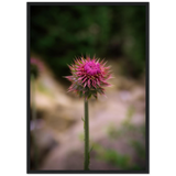 Bristle Thistle