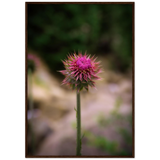 Bristle Thistle