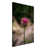 Bristle Thistle Canvas
