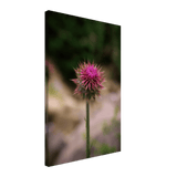 Bristle Thistle