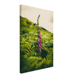 Foxglove
