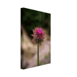 Bristle Thistle