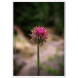 Bristle Thistle