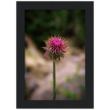 Bristle Thistle