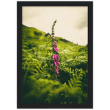 Foxglove
