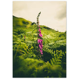 Foxglove