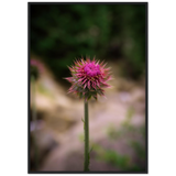Bristle Thistle