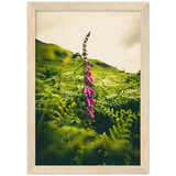 Foxglove