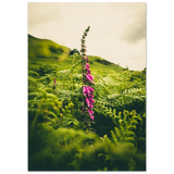 Foxglove