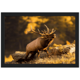 Bugling Bull Framed Print