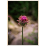 Bristle Thistle