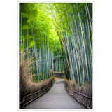 The Arashiyama Bamboo Grove