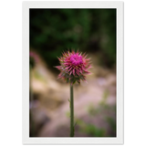 Bristle Thistle