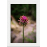 Bristle Thistle