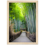 The Arashiyama Bamboo Grove