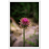 Bristle Thistle