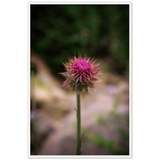 Bristle Thistle