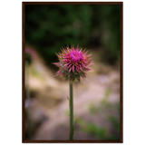 Bristle Thistle