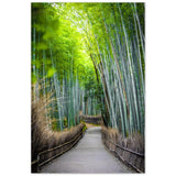 The Arashiyama Bamboo Grove