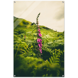 Foxglove