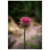 Bristle Thistle