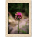 Bristle Thistle