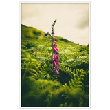 Foxglove
