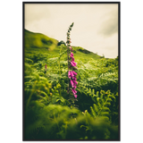 Foxglove