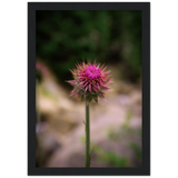 Bristle Thistle