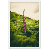 Foxglove