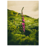 Foxglove