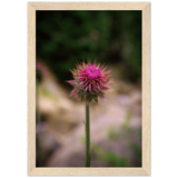 Bristle Thistle