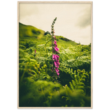 Foxglove