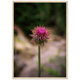 Bristle Thistle