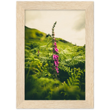 Foxglove